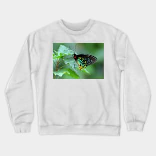 The Cairns Birdwing Crewneck Sweatshirt